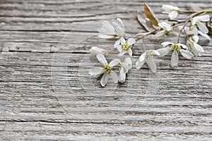 Branch of white blossoms on wooden background