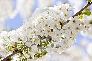 Branch with white cherry blossom in spring photo