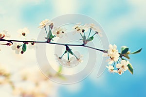 Branch of white cherry blossoms in spring