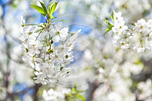 Branch of white cherry blossoms and young green leaves