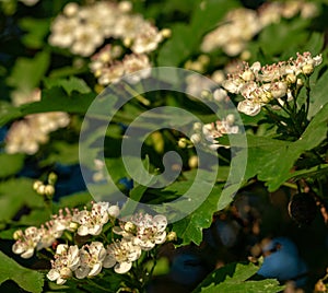 Branch with white cherry flowers