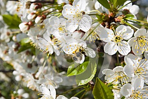 Branch with white cherry flowers and bee.