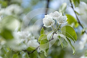 Branch with white cherry flowers, flowering fruit tree