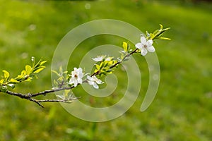 Branch of white cherry plum flowers