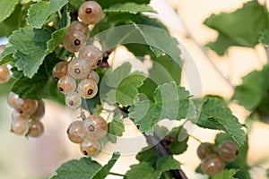 Branch of white currant with ripe bunches of berries and leaves on blurred natural green background.