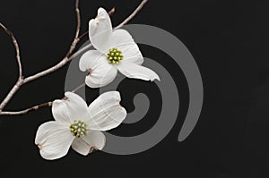 Branch of white dogwood blossoms