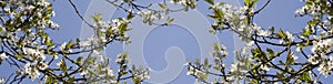 Branch with white flowers against the blue sky. Spring white flowers of an apple-tree in a park close-up.