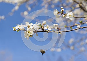 Branch with white flowers on a blue sky background, flying bee