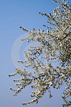 A branch with white flowers of greengage or damson plum tree