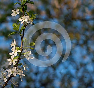 Branch with white flowers, macro