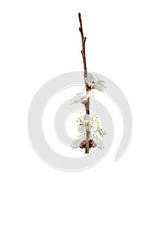 Branch with white flowers . Spring flowering of fruit trees. Delicate white flowers. branch with buds and flowers. Isolate