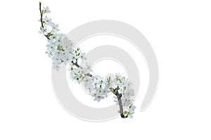 Branch with white flowers . Spring flowering of fruit trees. Delicate white flowers. Isolate on white. PNG format available.