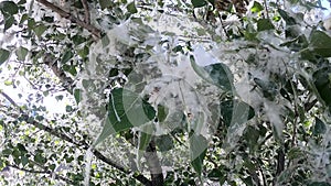 A branch with white fluff of a flowering poplar against a blue sky on sunny day