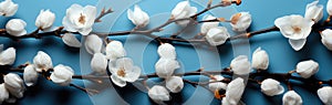 Branch with white fluffy cotton flowers on a blue background. Cozy winter banner