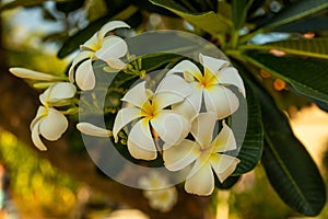 Branch of white Frangipani flowers. Blossom Plumeria flowers on natural blurred background. Flower background for decoration