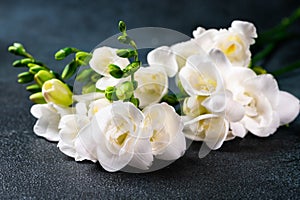 The branch of white freesia with flowers and buds on a dark background. Flowers on table. Blossom of freesia.