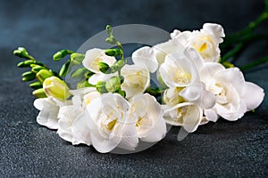 The branch of white freesia with flowers and buds on a dark background. Flowers on table. Blossom of freesia. Wedding