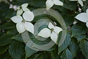 Branch with white inflorescence of Cornus controversa