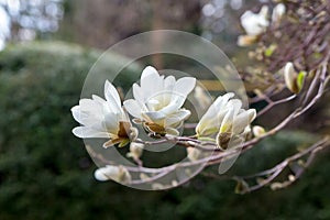 A branch of white Japanese magnolia Kobus in bloom against a dark background photo