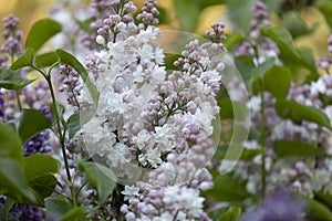 Branch of white lilac flowers