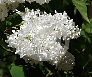 Branch of white lilac flowers with the leaves on floral background