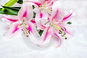 The branch of white lilys