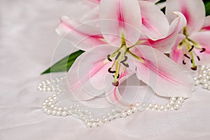 The branch of white lilys