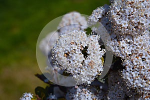 Branch with white odorous spring flowers photo