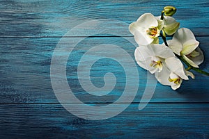 Branch of white Orchid on the blue wooden background