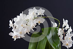 Branch of white orchid. Elegant flowers phalaenopsis on dark background