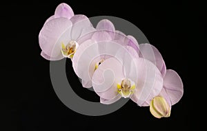 Branch of white orchid flowers on a black background. Close-up.