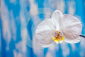 A branch of white orchids