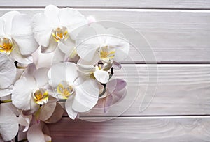 A branch of white orchids