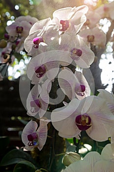 Branch of white Phalaenopsis Orchids  on a big green tree