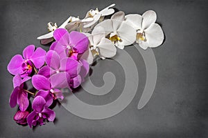 A branch of white and pink orchids. Greeting card. Beautiful composition.