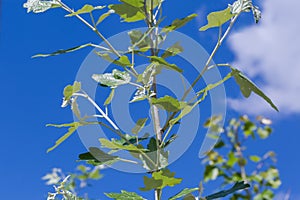 Branch of white poplar with young leaves against sky, fragment