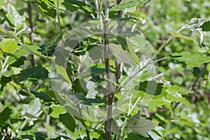 Branch of white poplar with young leaves, fragment close-up