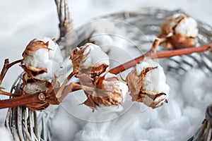 Branch of white pure soft cotton flowers lying on a wicker basket. Agricultural plant