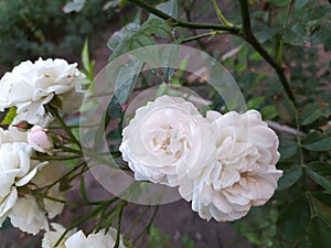 Branch of white roses on a bush in the garden