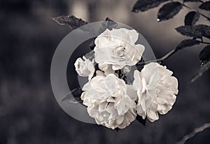 Branch with white roses on a natural green background. Monochrome