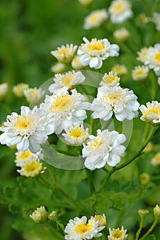 Branch of white small flowers chamomile