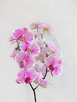 branch white with small purple speckles orchid flowers phalaenopsis (pandora elegance), known as the Moth Orchid or Phal