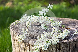 A branch of white spireae vanhouttei on stump tree