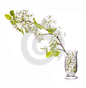 Branch with White Spring Blossoms in Glass Vase isolated