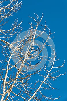 Branch of white tree with blue sky