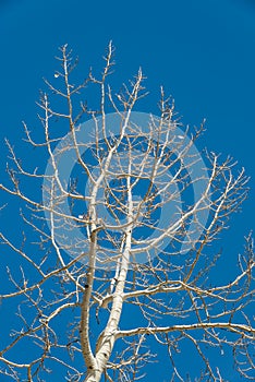 Branch of white tree with blue sky