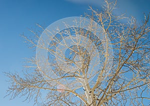 Branch of white tree and blue sky with sun flare