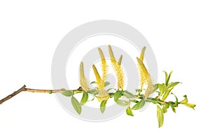 Branch of white willow (Salix alba) with catkins isolated on white