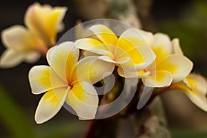 Branch of white and yellow Frangipani flowers. Blossom Plumeria flowers on blurred background. Flower background for decoration