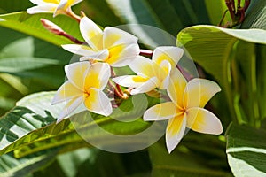 Branch with white and yellow Plumeria flowers and green leaves